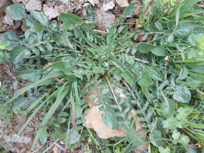 Edible herbs for all tastes