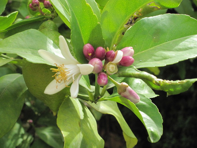 #Orangenblütenwasser: Vallebonas von #Slow Food anerkanntes Produkt.