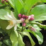 #Orangenblütenwasser: Vallebonas von #Slow Food anerkanntes Produkt.