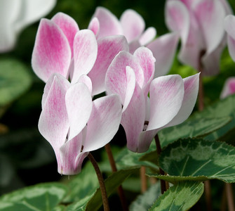 #Hiking: The #Cyclamen Didactic Pathway