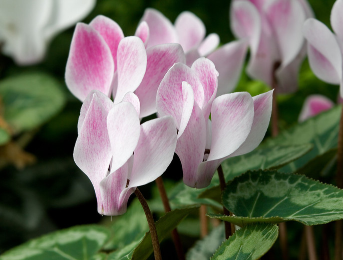 #Hiking: The #Cyclamen Didactic Pathway