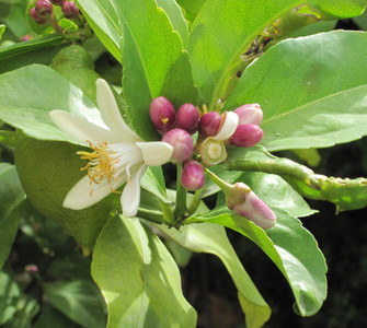 Orange blossom water: Vallebona’s #SlowFood recognised product