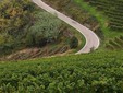 A road winding through the Langhe hills