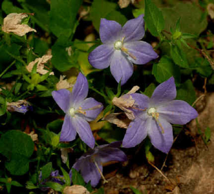 The Campanula di Noli is the symbol of the Liguria region