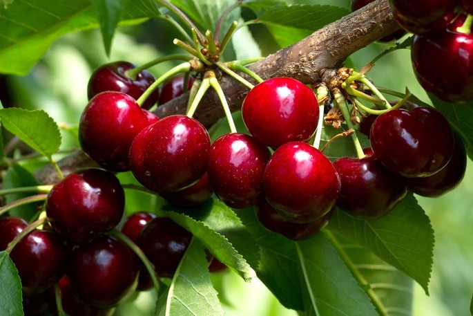 The Ancient Cherry Fair in Dogliani