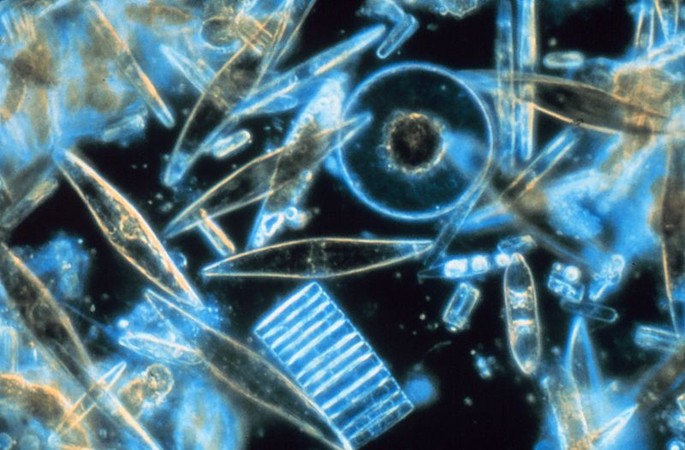 Diatomeen im Mikroskop