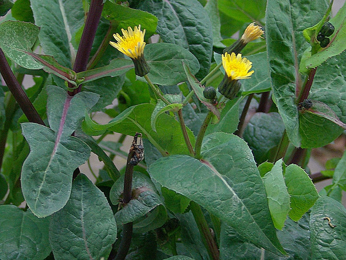 Die Gemüse-Gänsedistel (Sonchus oleraceus), ein anderes Kraut Liguriens