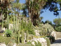 Hanbury Gardens,cactus, credit Daderot