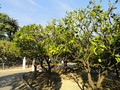 Garten vom Carnolès Palast, Menton