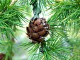 Larix decidua cone Mercantour,Kredit MAMJODH on Flickr