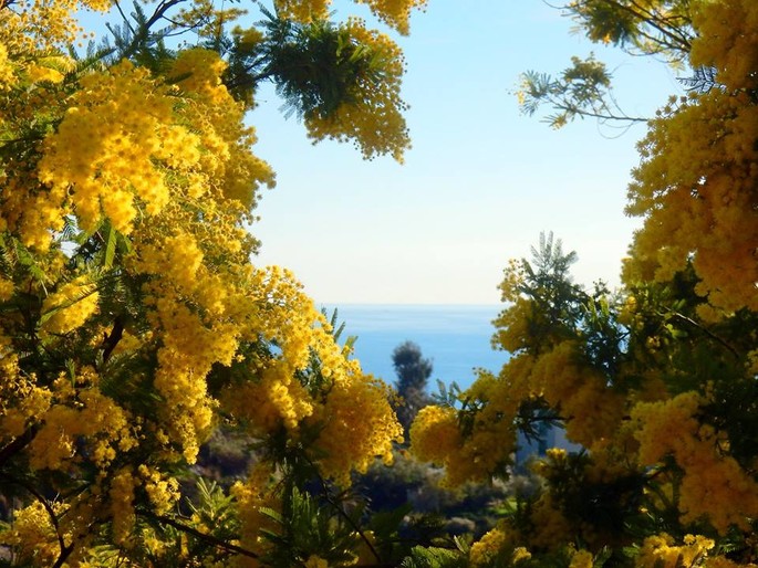 Mimosa: everything you want to know about the symbol of March 8th, International Women's Day