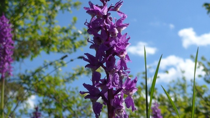 Hiking and finding wild orchids in Monte Vecchio