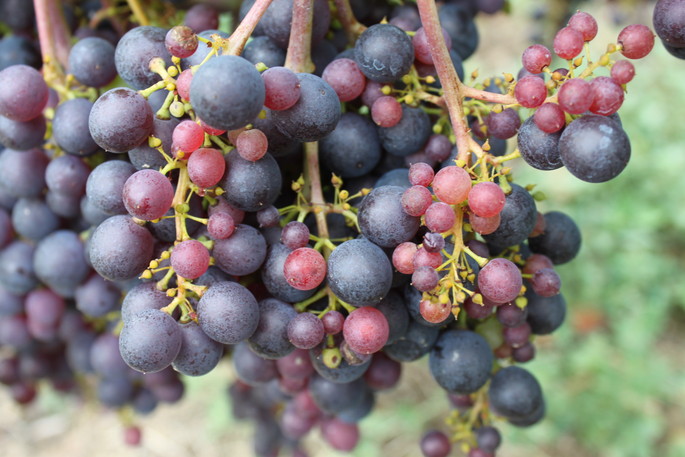 #Weinproben: Doppelter Termin mit Rossese DOC Wein in Arma di Taggia (Imperia)