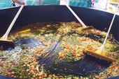 Wochenrezept: #Stoccafisso all'onegliese