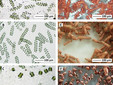 Spirulina-templated microcoils, Kredit Kaori Kamata et al