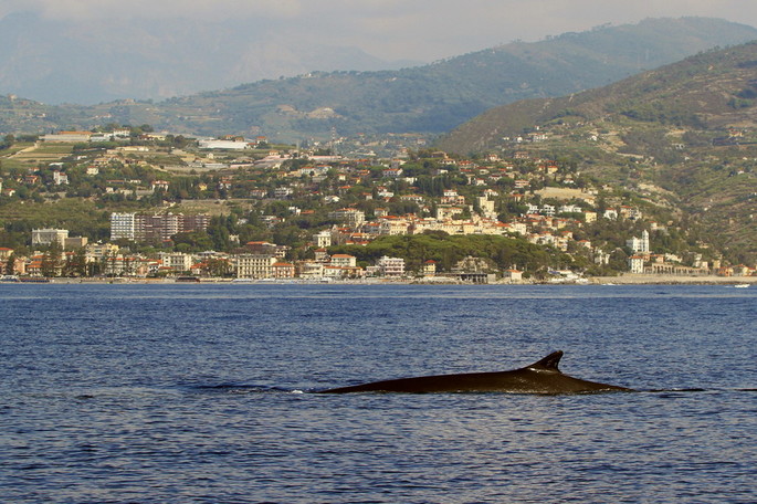 Did you know there are whales in the Ligurian sea?