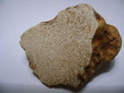 White truffle cut, credit Marco Plassio.