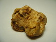 White truffle, credit Marco Plassio.