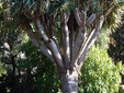 Villa Serena Drachenbaum von Kanarien,Kredit Rotatebot