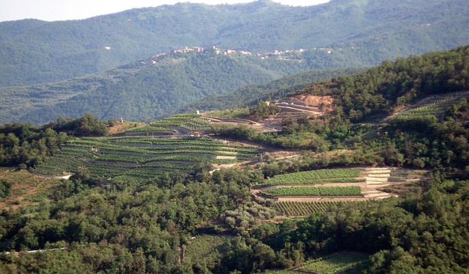 Erfolg der Weine West Liguriens