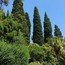 #VillaPergola в #Алассио: лето между цветами и запахами Ривьеры.[ВИДЕО, ФОТОГАЛЕРЕЯ]