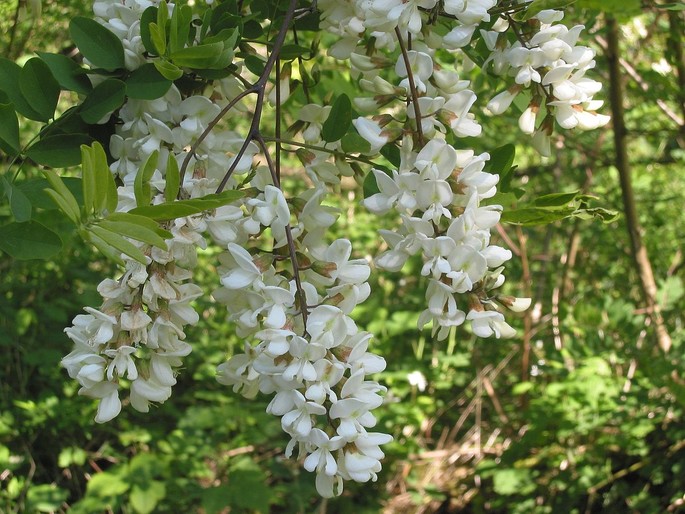 Robinia pseudoacacia, Kredit Rasbak