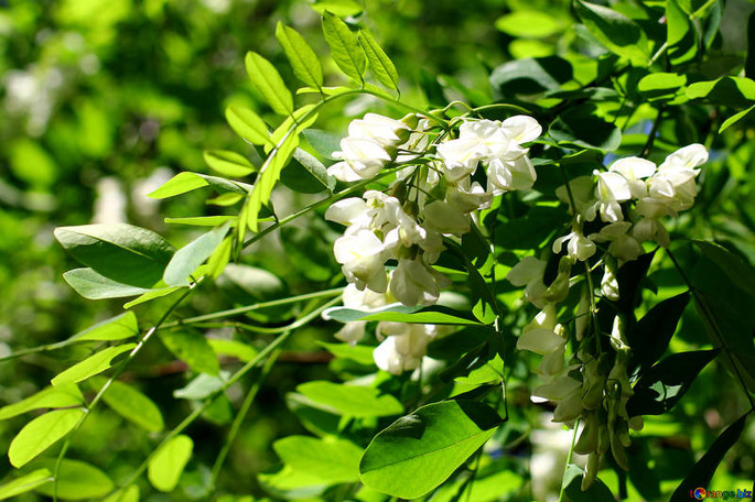 Acacia flowers, credit orange biz