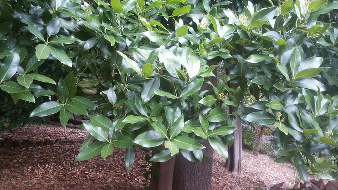 The mysterious tree in the garden of the Bicknell museum in Bordighera: discovered a rare example of Apollonia barbujana