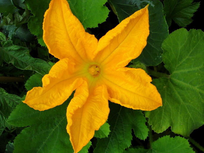 Recipe of the week: #Courgette flowers