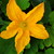 Recipe of the week: #Courgette flowers