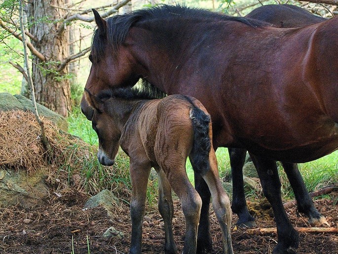 Credits: wildhorsewatching.webstarts.com