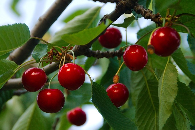 Recipe of the Week: Cherries in Moscato Grappa