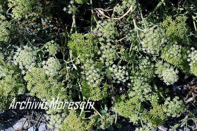 Recipe of the week: recipes with sea fennel (second part)