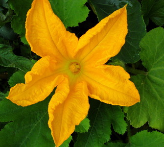 Recipe of the week: #Courgette flowers
