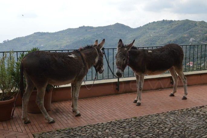 From Germany to Perinaldo with two donkeys: the Great Alpine Crossing by Josef Laqua and Günter Neuhalfen [ Video and photo gallery]