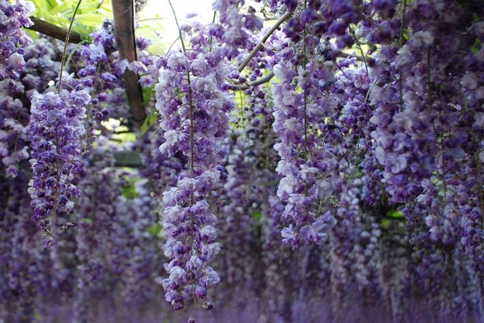 Wisteria fragrance: A workshop to the discovery of wisteria