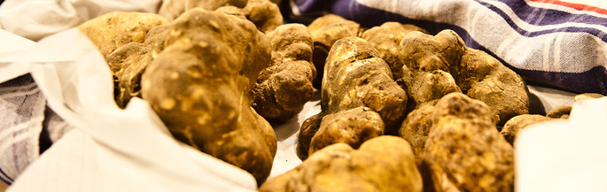 Kredit: www.fieradeltartufo.org