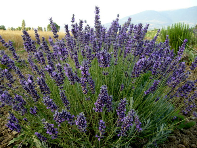 Lavendel köstlich in Lebensmitteln