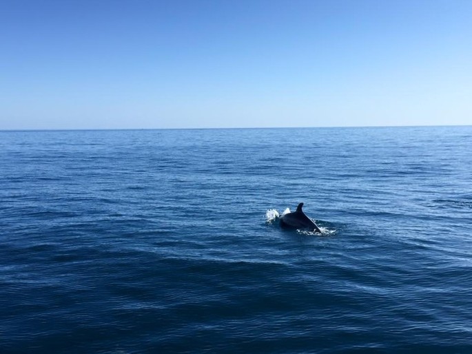 EXKLUSIV: mindestens 30 #Delfine im #Rivera Ligure Meer gesichtet [FOTOGALERIE]