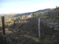 Ligurische Terrassen