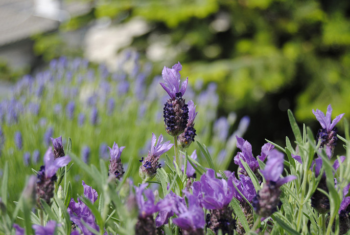 Frühling- und Sommer- #Ausflüge: ein Tag im #Lavendelduft eingetaucht [FOTOGALERIE]