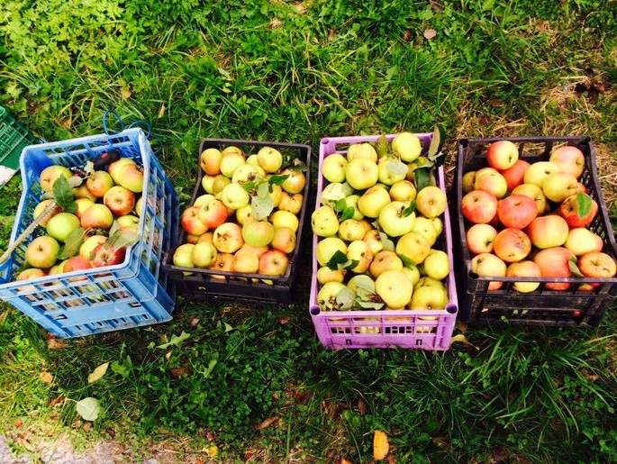 Wochenrezept: Apfel Frisciöi