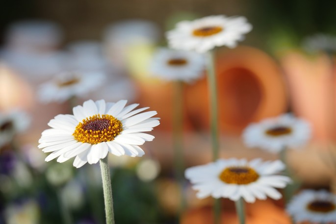 Idee per un viaggio: il turismo dei fiori