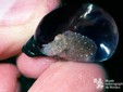 Cuttlefish egg