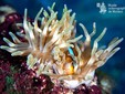 Clown fish loves anemone