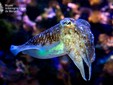 cuttlefish