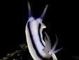 nudibranchi