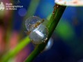 Axolots Eier