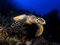 Schildkröte