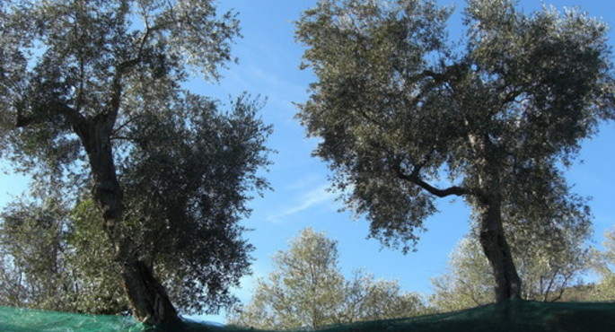 The Olive Oil Route in Liguria